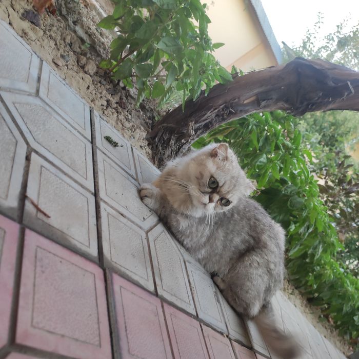 Scottish fold sotiladi