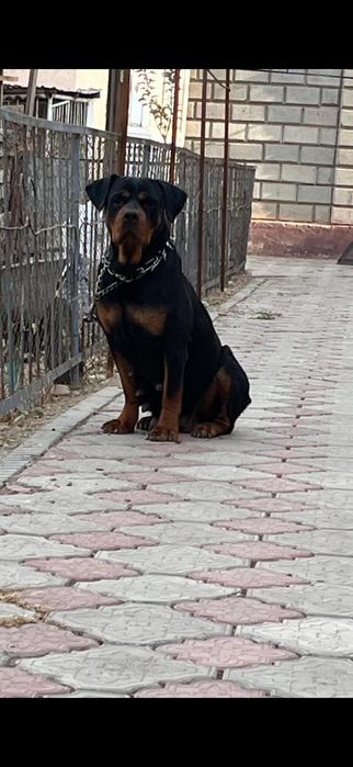 Ротвейлер собака