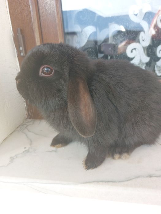 Iepuri pitici de Paște