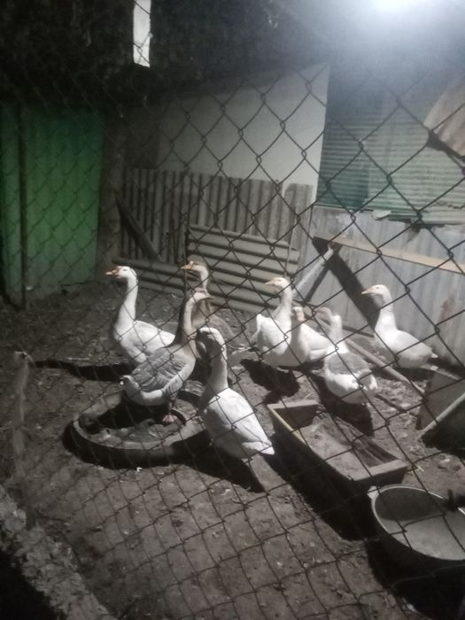 Продам гусей и гусыни