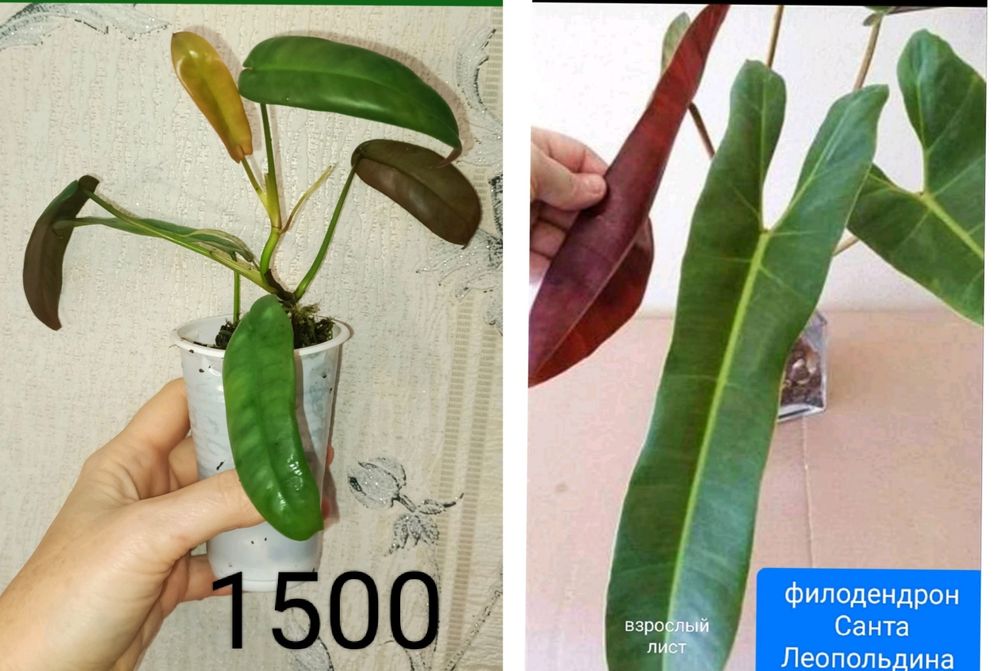 Сциндпсус ЕЛИСЕЙСКИЕ ПОЛЯ 15000т