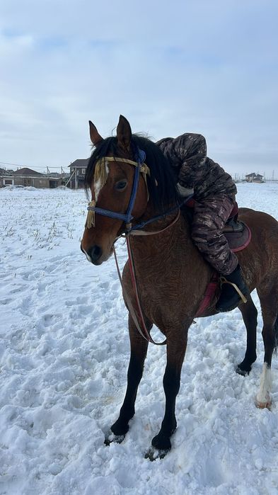 Айғыр Сатылады..