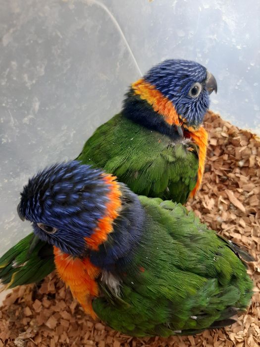 Papagali puiuți Lory