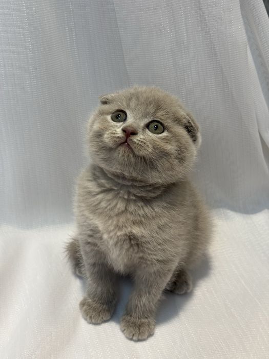 Scottish Fold zotli mushukchalar