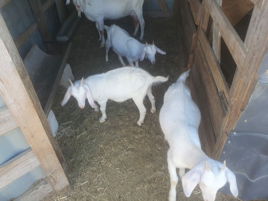 Продам дойную козу
