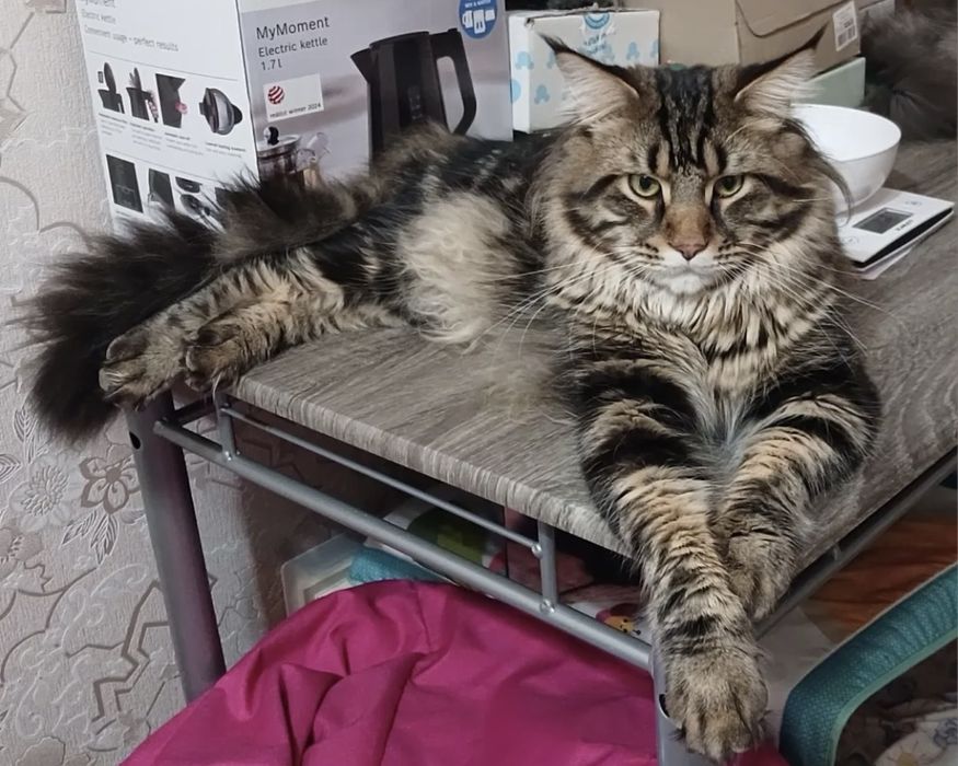 Мейн Куны котёнок