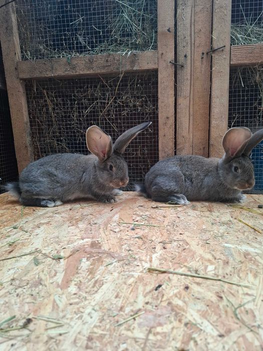 Urias German Gri Fier si Gri