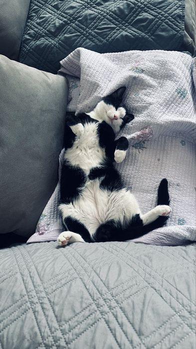 Ищем любящую семья для кота!