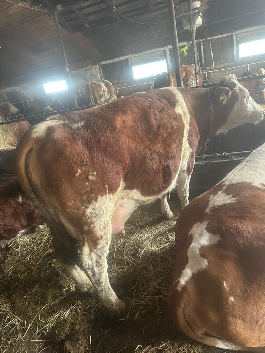 Juninci de vânzare!