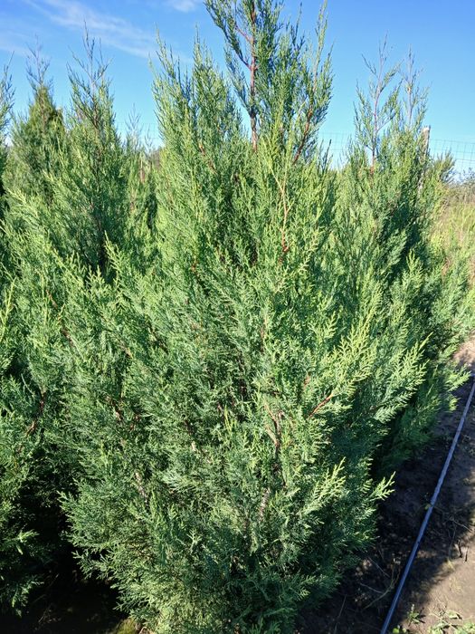 VÂND tuia leylandi 2001