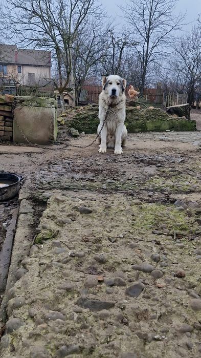 Vănd mascul de Asia centrala