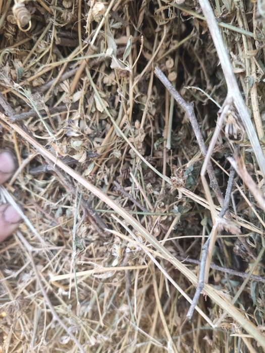 Baloti de lucernă cu iarba