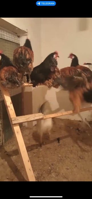 Гозалкент Думолок мфй да Зотли товуклар сотилади  25 дона