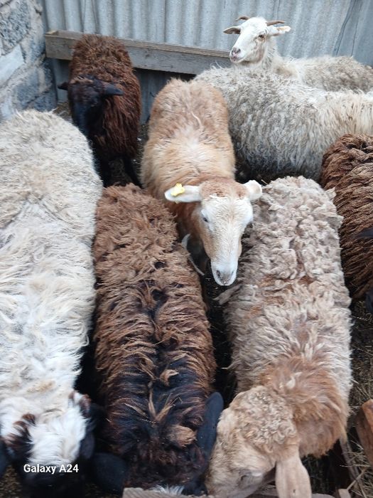 Продам Баранов хороших