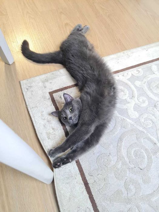 Отдам кота бесплатно