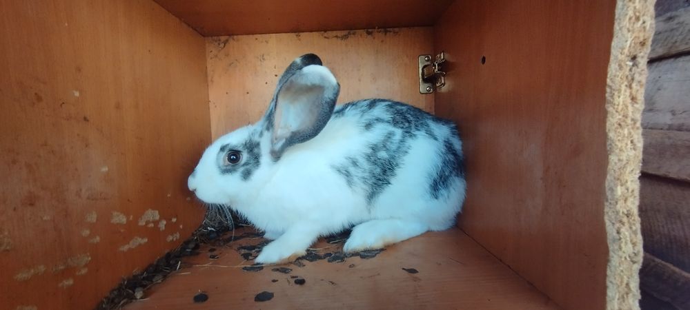 Продам крольчат три с половиной месяца