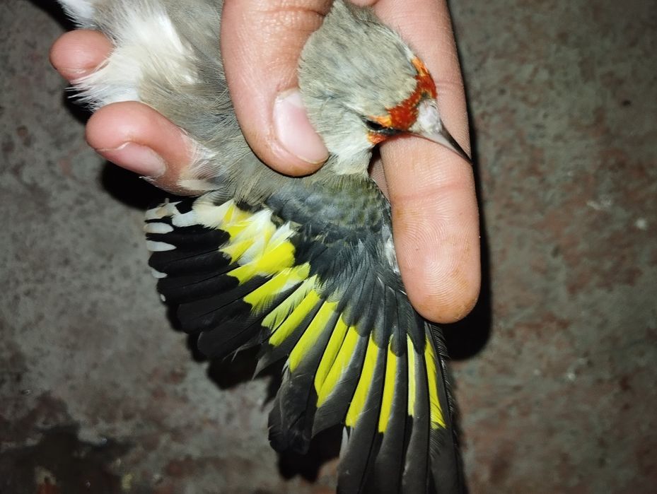 Норчи Сава сотилади..