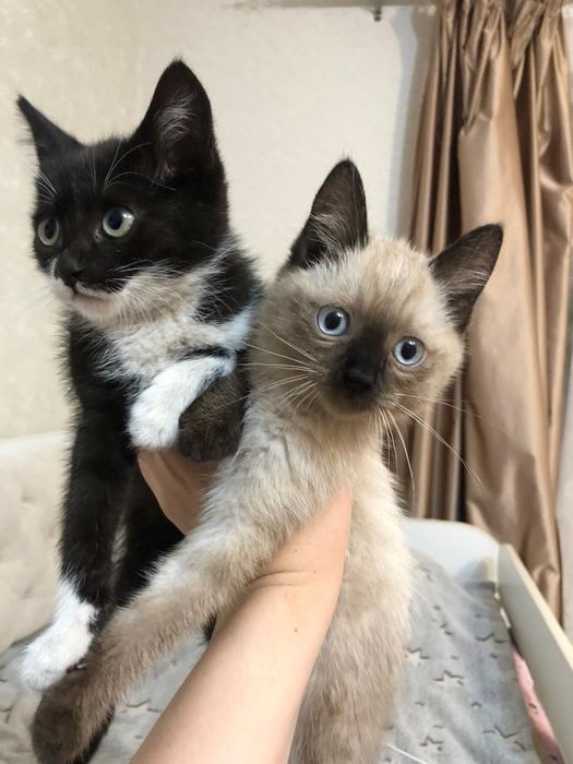 Котята в добрые руки