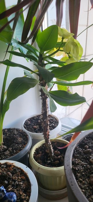 Домашний комнатный цветок