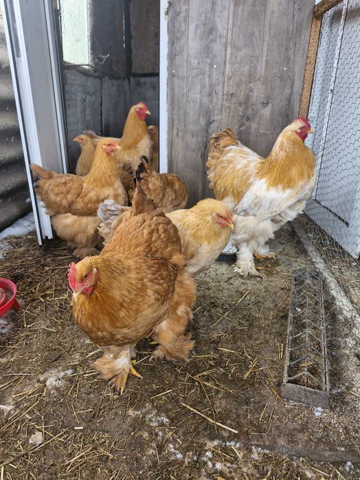 Ouă de incubat cochinchina pitic și uriaș