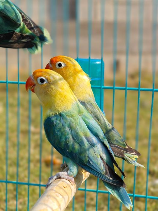 Попугай апалины (opaline)