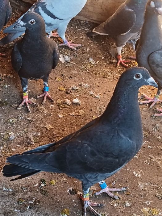 Vănd pui 2026 sportivi