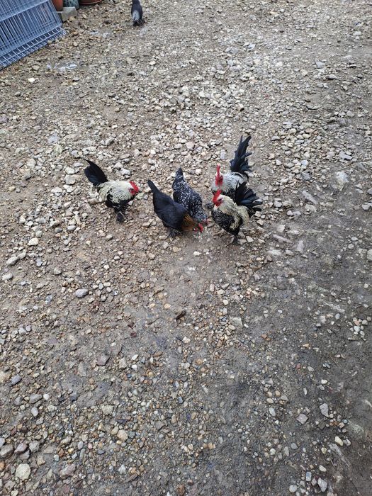 Vând 6 iopani de casă