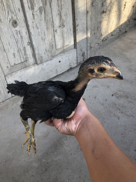 Dakan jojala sotladi narxini kelwtrb berama