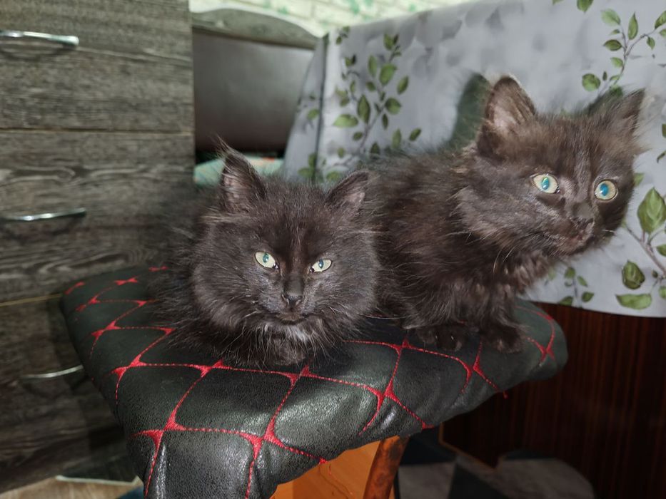 Отдадим в добрые руки