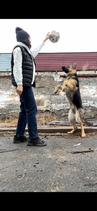 Немецкая овчарка