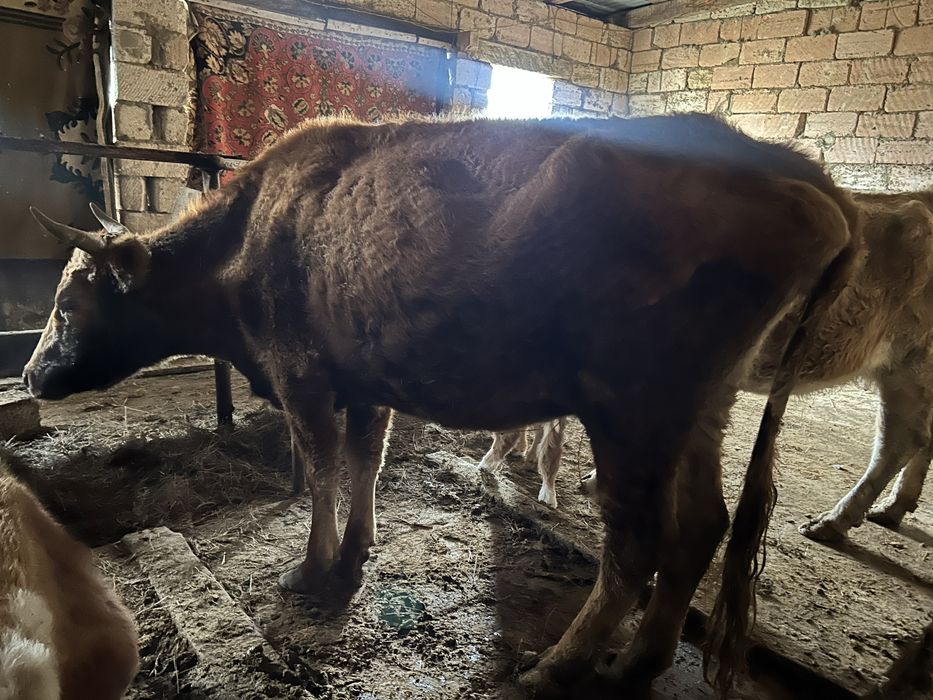 Бұзаулы жане қысыр сиырлар сатылады.