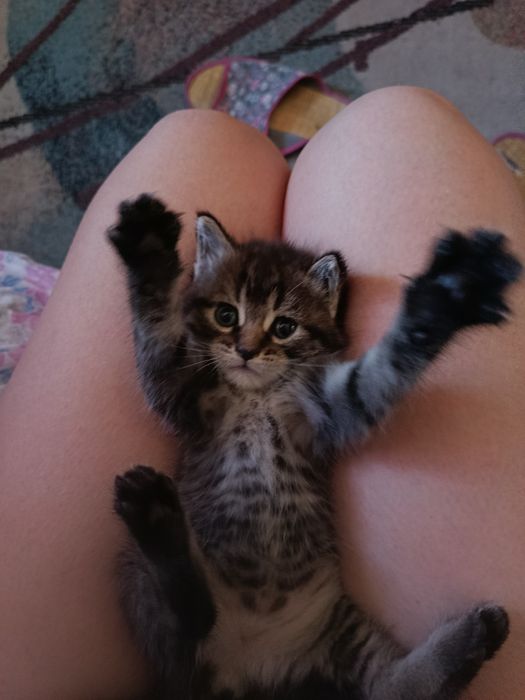 Отдам котят в хорошие руки