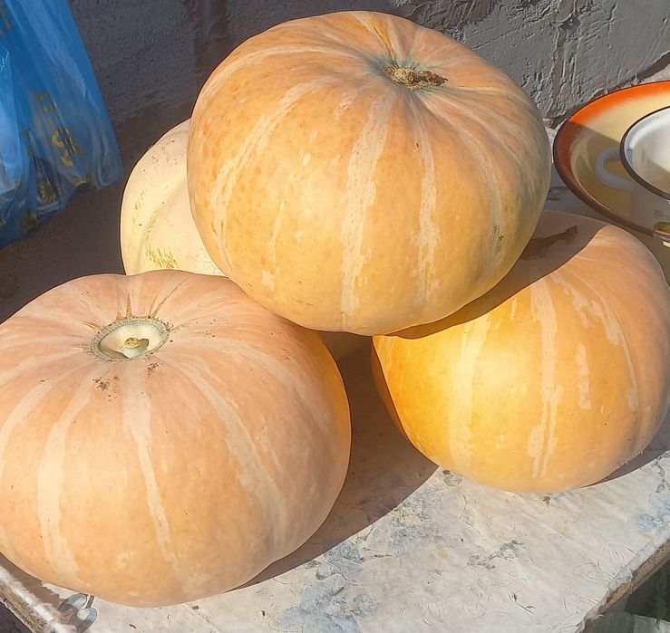 Продам помидоры красные и бурые, тыква .