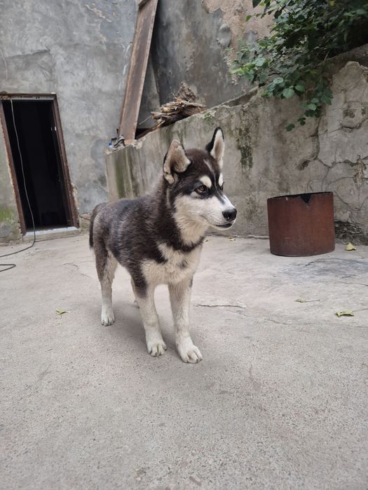Xaskiy iti sabaka  сабауа