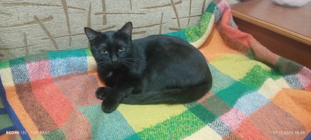 Отдадим кошку и кота бесплатно