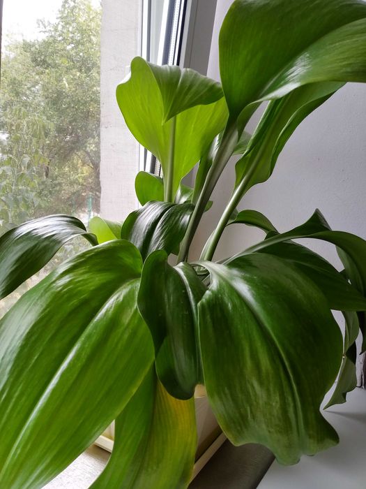 Комнатные цветы отростки