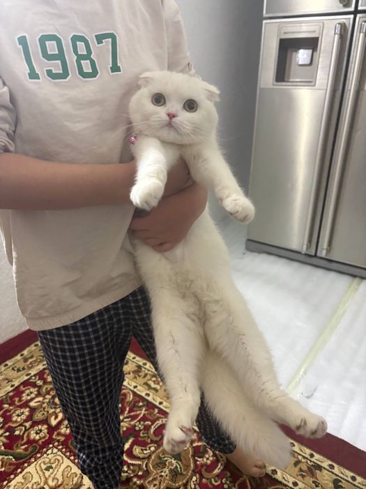 Britanskiy mushula tozza zotli kelishiladi