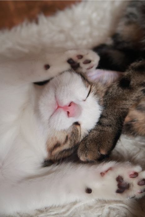 Котенок 3 месяца