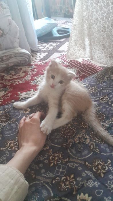 Britanskiy mushukcha