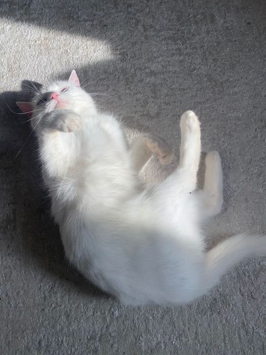 Срочно!! Отдам в добрые руки двух кошек