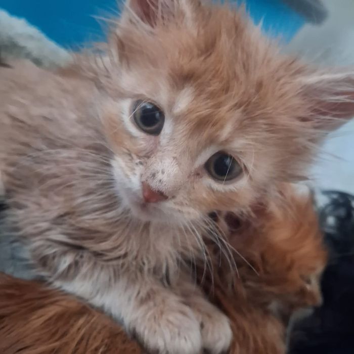 Мейн кун продажа