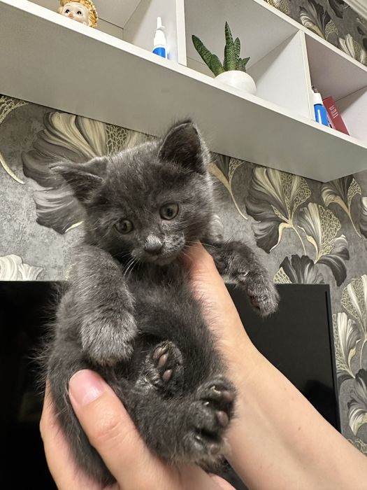 Маленький котенок