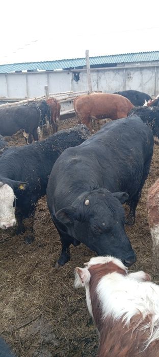 Породистые бычки