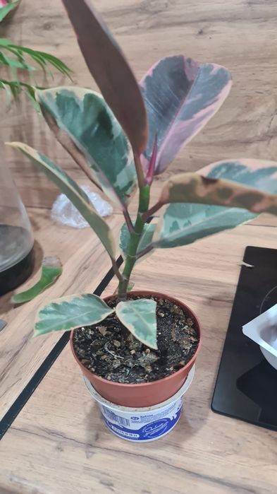 Продам  цветочки