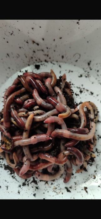 Черви  дендробена Шымкент