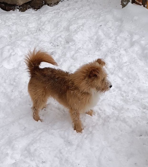 Отдам в хорошие руки