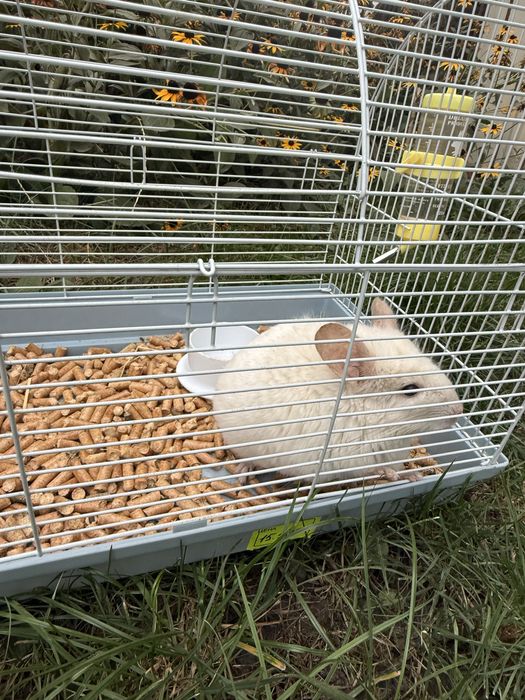 Продам Шиншилу ,мальчик