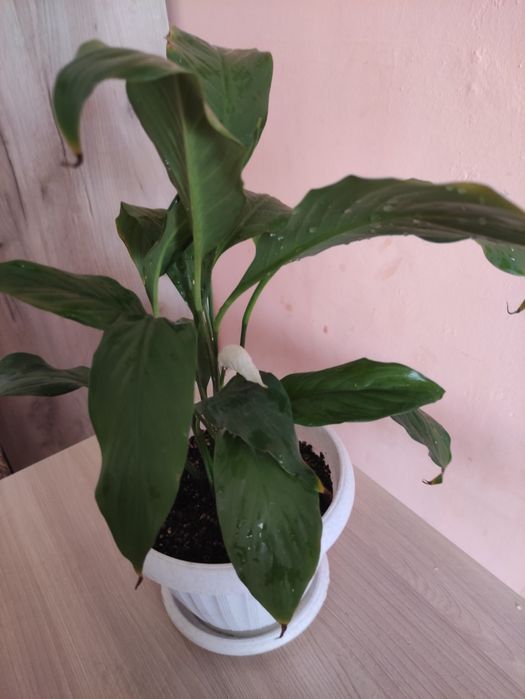 Женское счастье продам