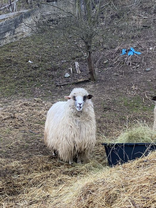 Vând oi țurcane tinere