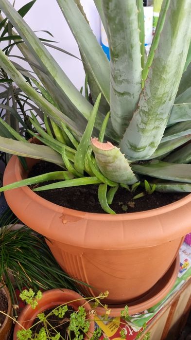 Vand pui Aloe Vera - Barbadensis